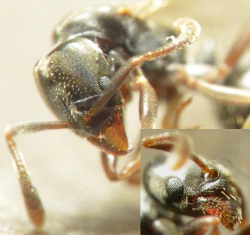 Hypoponera eduardi